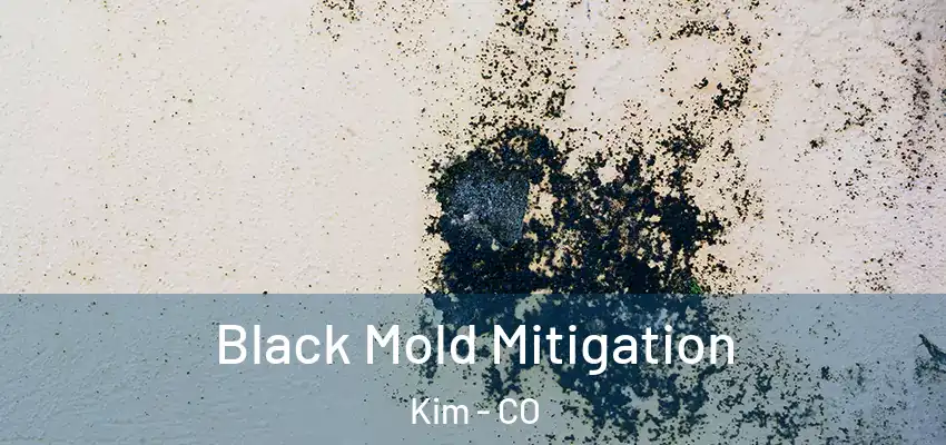 Black Mold Mitigation Kim - CO