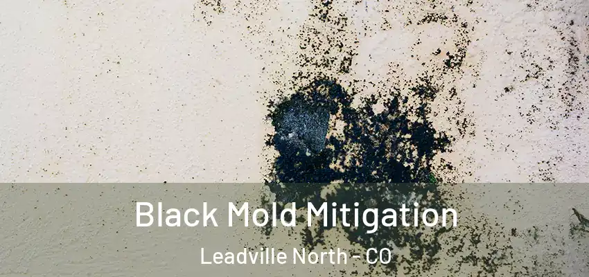  Black Mold Mitigation Leadville North - CO