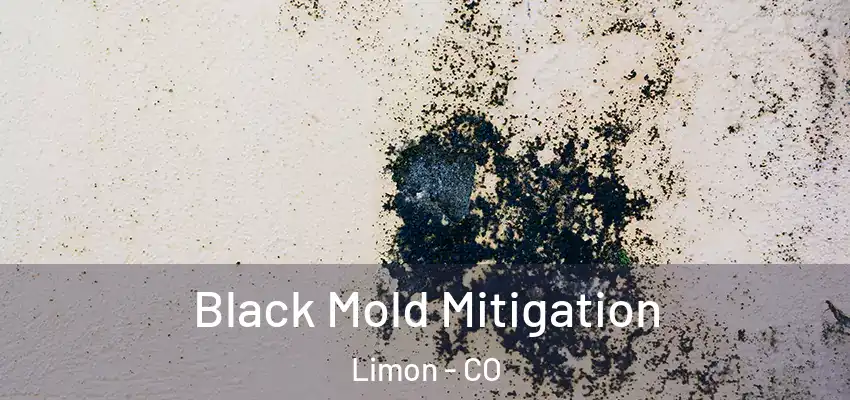 Black Mold Mitigation Limon - CO