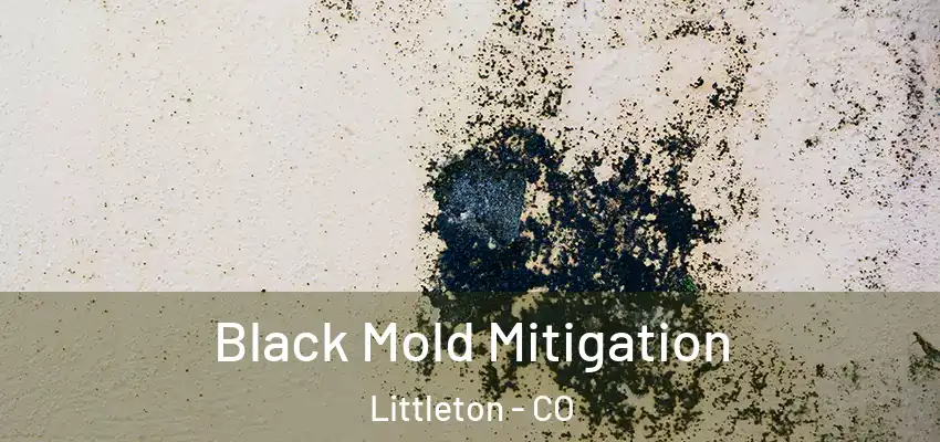  Black Mold Mitigation Littleton - CO