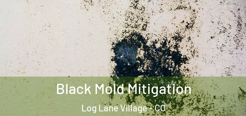  Black Mold Mitigation Log Lane Village - CO