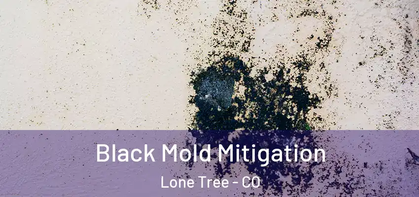 Black Mold Mitigation Lone Tree - CO