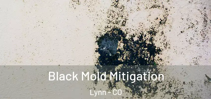 Black Mold Mitigation Lynn - CO