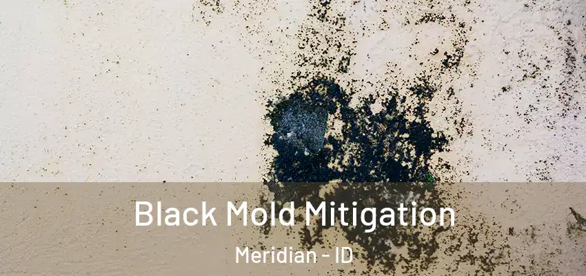  Black Mold Mitigation Meridian - ID