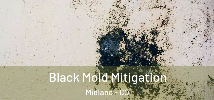 Black Mold Mitigation Midland - CO