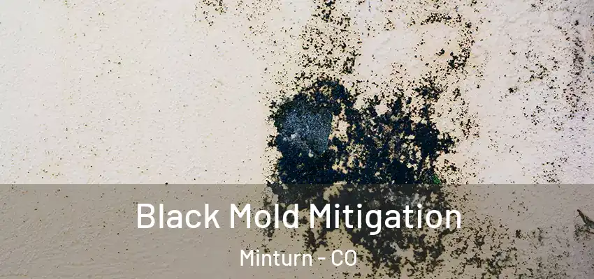 Black Mold Mitigation Minturn - CO