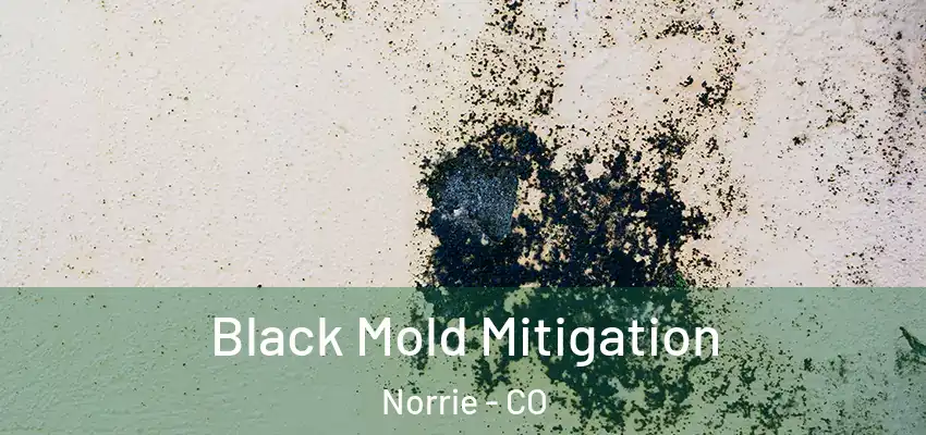 Black Mold Mitigation Norrie - CO
