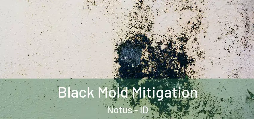  Black Mold Mitigation Notus - ID