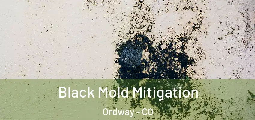  Black Mold Mitigation Ordway - CO