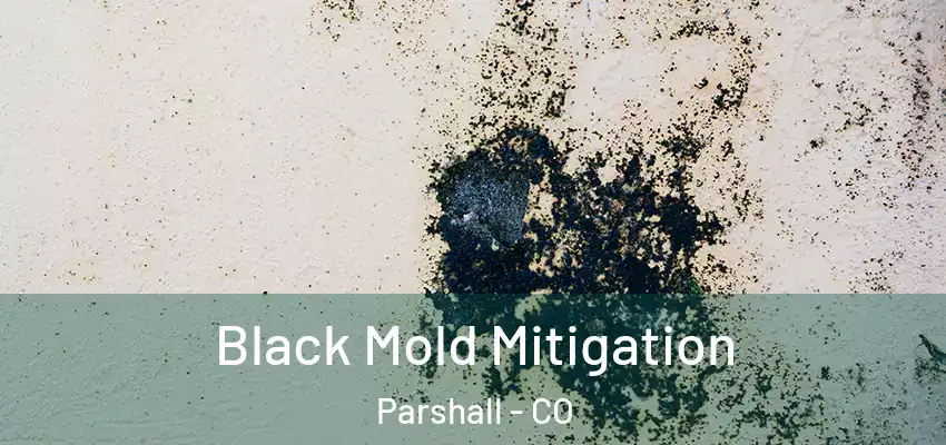 Black Mold Mitigation Parshall - CO