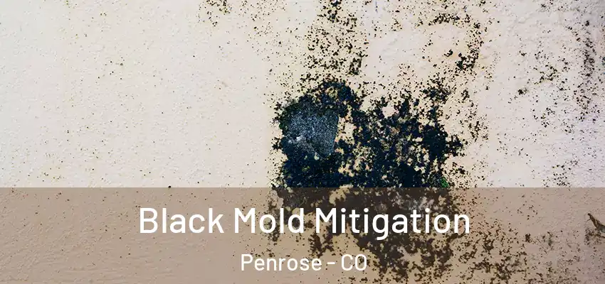 Black Mold Mitigation Penrose - CO