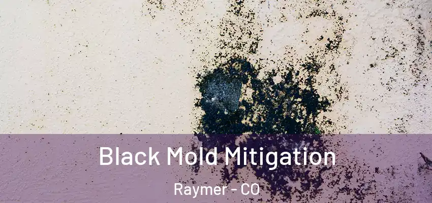 Black Mold Mitigation Raymer - CO