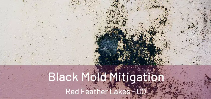  Black Mold Mitigation Red Feather Lakes - CO