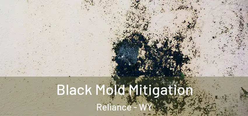 Black Mold Mitigation Reliance - WY
