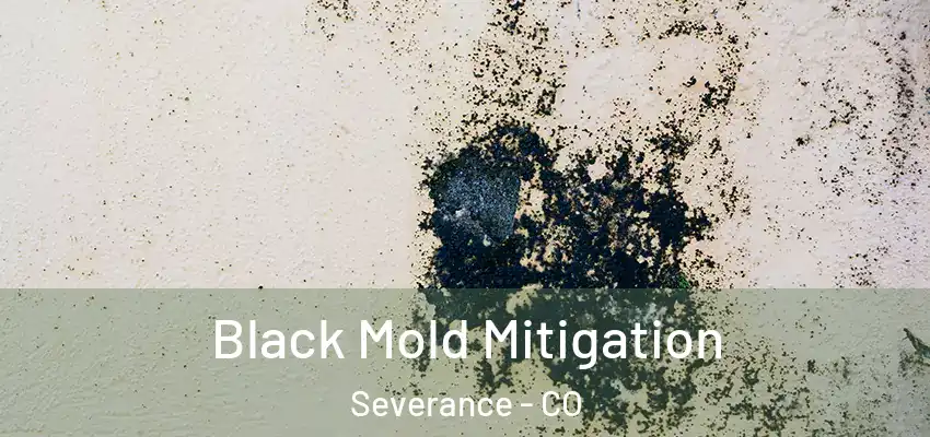 Black Mold Mitigation Severance - CO