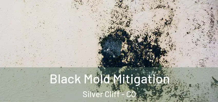 Black Mold Mitigation Silver Cliff - CO