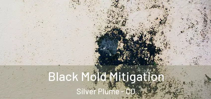 Black Mold Mitigation Silver Plume - CO