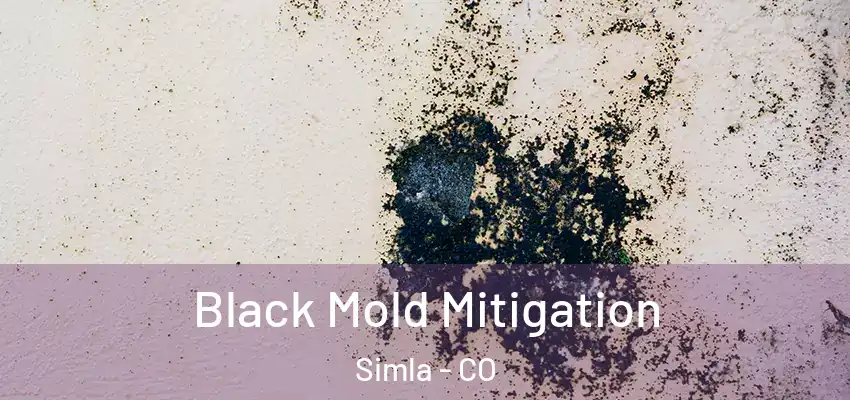 Black Mold Mitigation Simla - CO