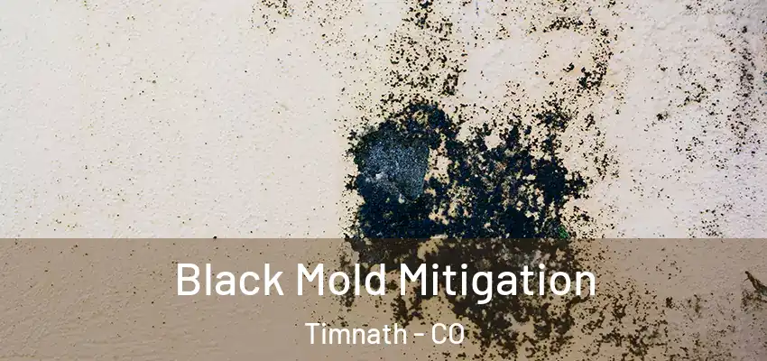 Black Mold Mitigation Timnath - CO