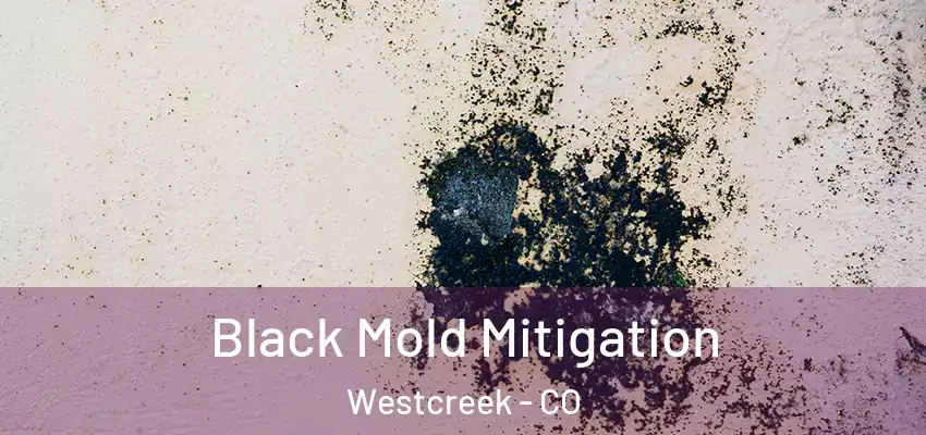 Black Mold Mitigation Westcreek - CO
