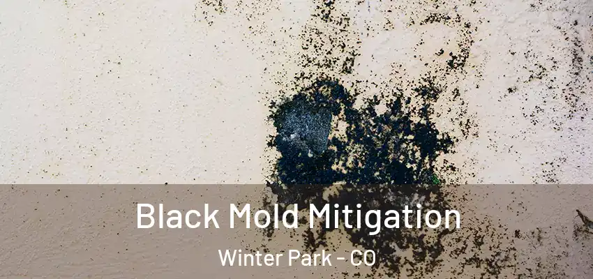 Black Mold Mitigation Winter Park - CO