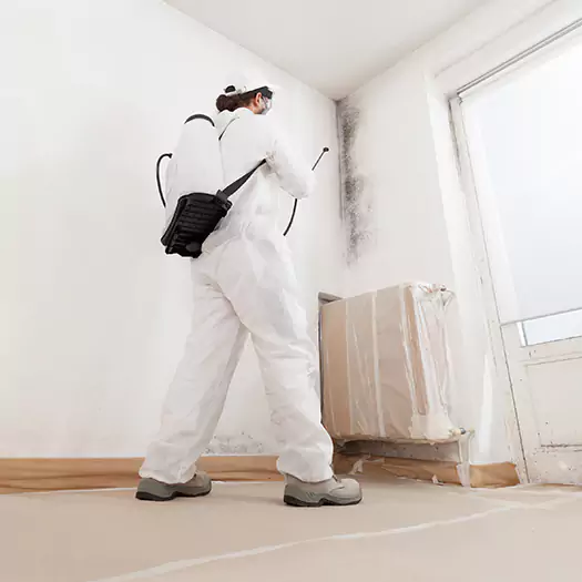 Trusted Black Mold Clean Up Experts in Boise, ID