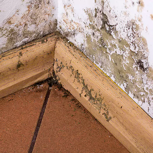 Trusted Cleaning Mold Off Wood Specialists in Boise, ID