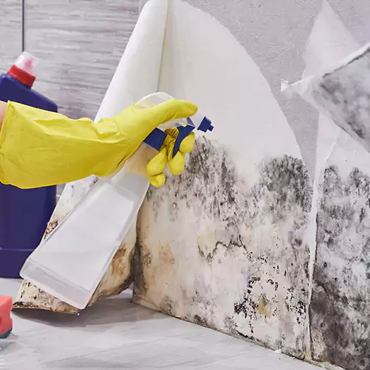 Reliable Mold Abatement Specialists in Boise, ID