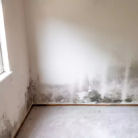 Trusted Mold Cleanup Specialists in Boise, ID