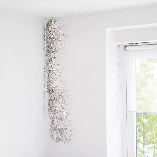 Trusted Mold Eradication Professionals Serving in Boise, ID