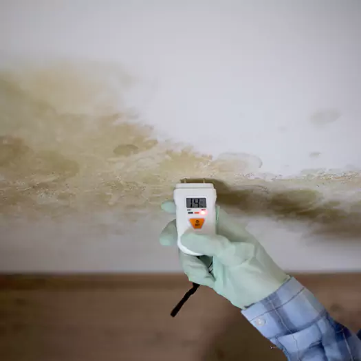 Reliable Mold Inspection Experts in Boise, ID