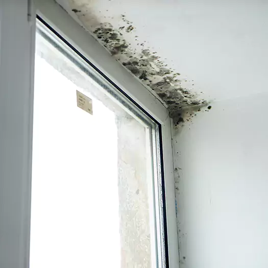 Trusted Mold on Bathroom Ceiling Experts in Boise, ID