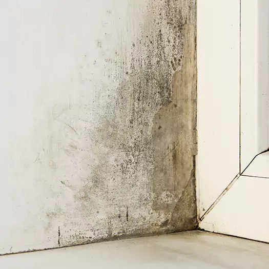 Skilled Mold on Drywall Experts in Boise, ID