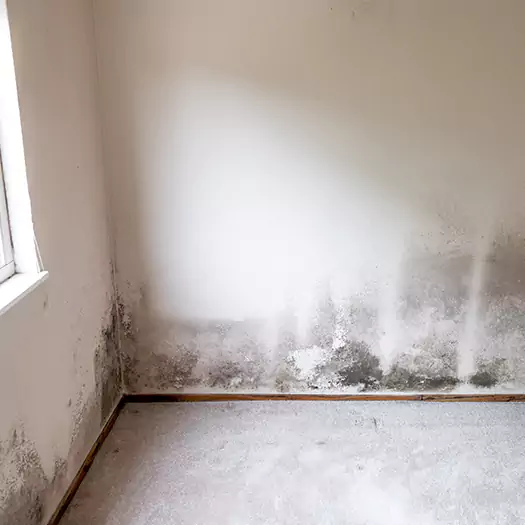 Trusted Mold on the Wall Experts in Boise, ID