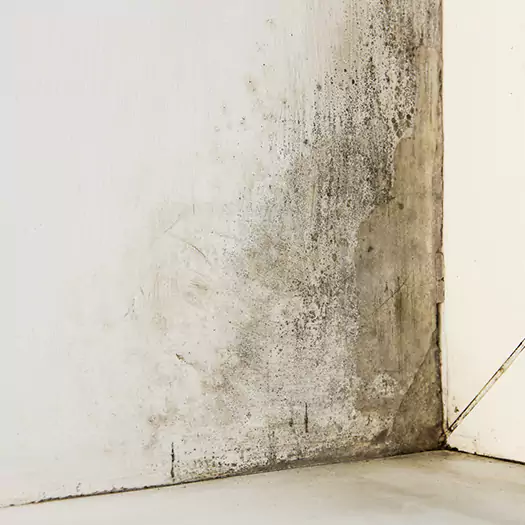 #1 Mold Remediation and Removal Experts in Boise, ID