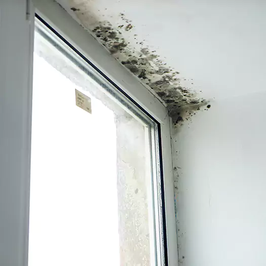 Reliable Mold Treatment Specialists in Boise, ID