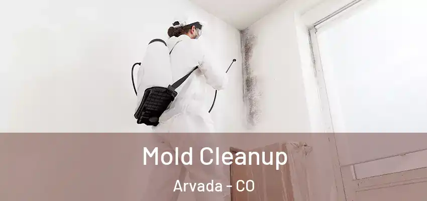  Mold Cleanup Arvada - CO