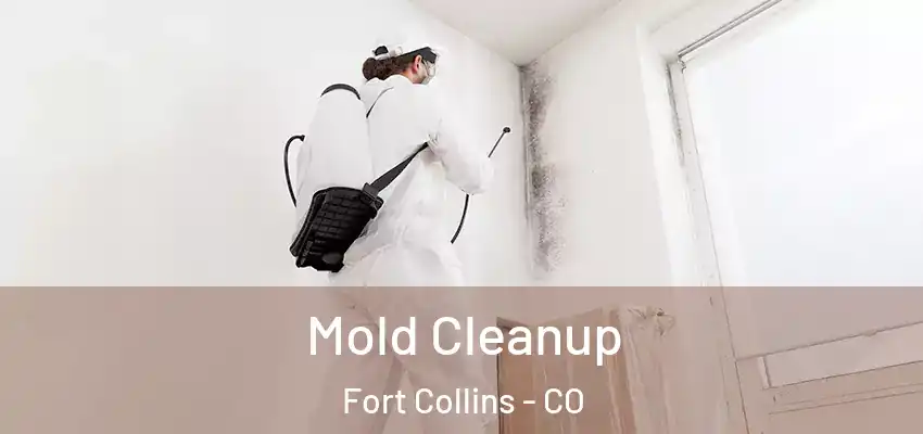  Mold Cleanup Fort Collins - CO