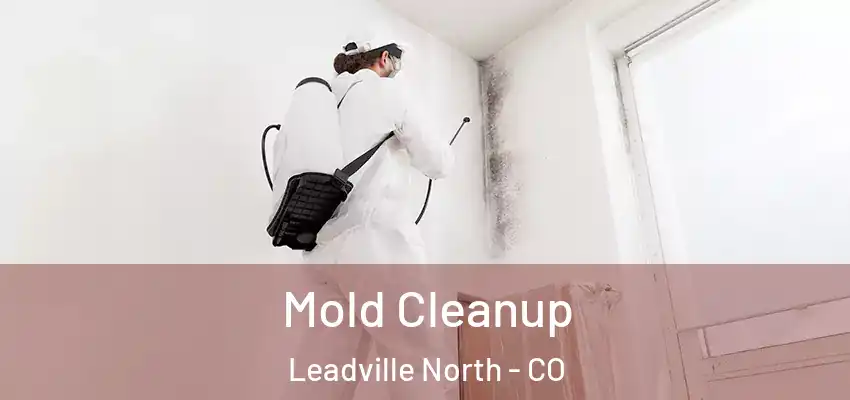  Mold Cleanup Leadville North - CO