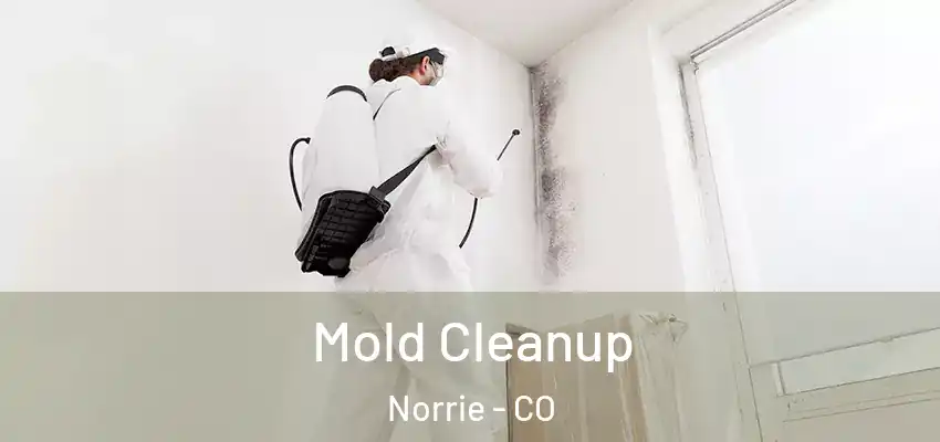 Mold Cleanup Norrie - CO