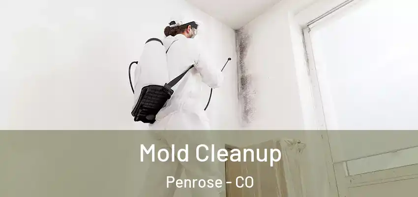 Mold Cleanup Penrose - CO