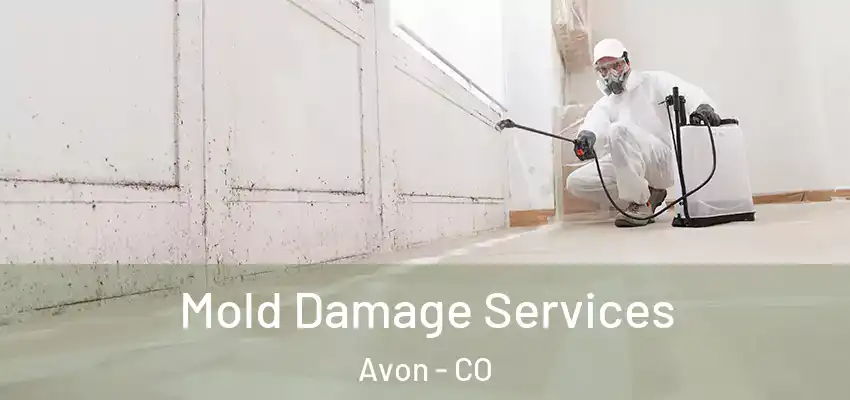  Mold Damage Services Avon - CO