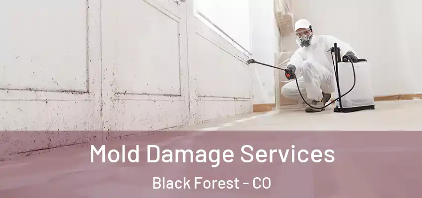  Mold Damage Services Black Forest - CO