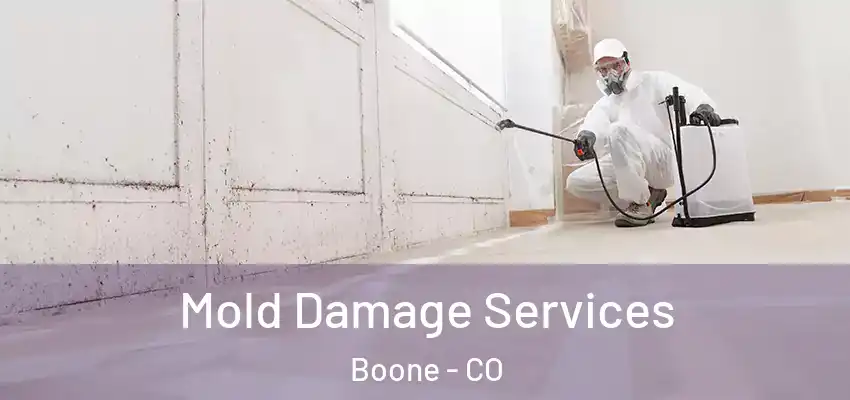  Mold Damage Services Boone - CO