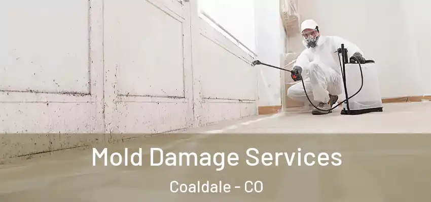  Mold Damage Services Coaldale - CO