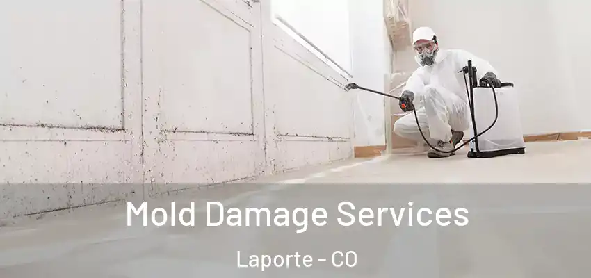 Mold Damage Services Laporte - CO