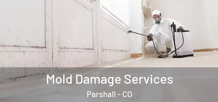 Mold Damage Services Parshall - CO