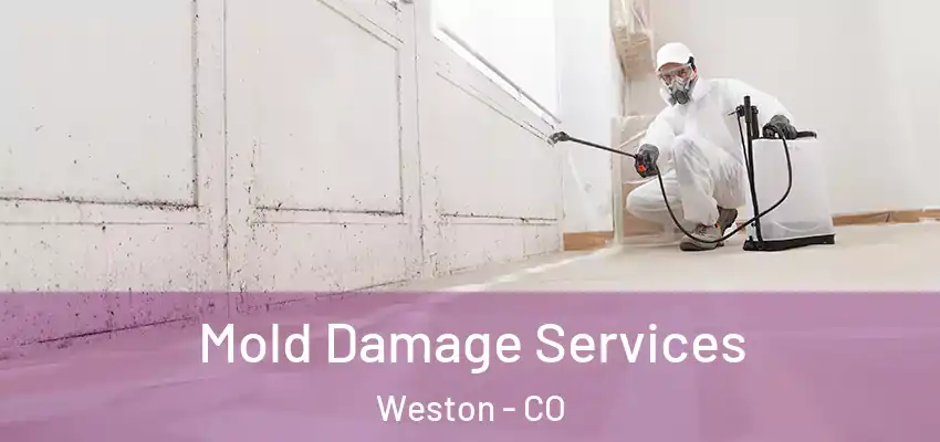 Mold Damage Services Weston - CO