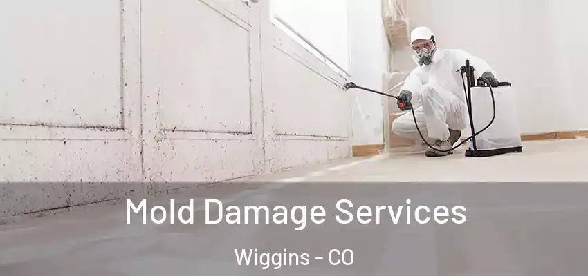 Mold Damage Services Wiggins - CO