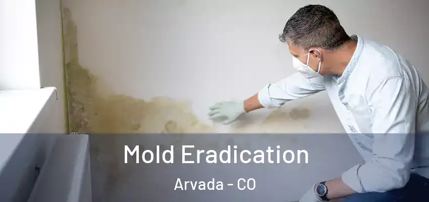  Mold Eradication Arvada - CO